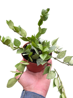 Hoya 'Krohniana Super Silver'
