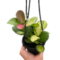 Hoya Australis Lisa — Colorful Variegated Wax Plant