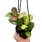 Hoya Australis Lisa — Colorful Variegated Wax Plant live plant