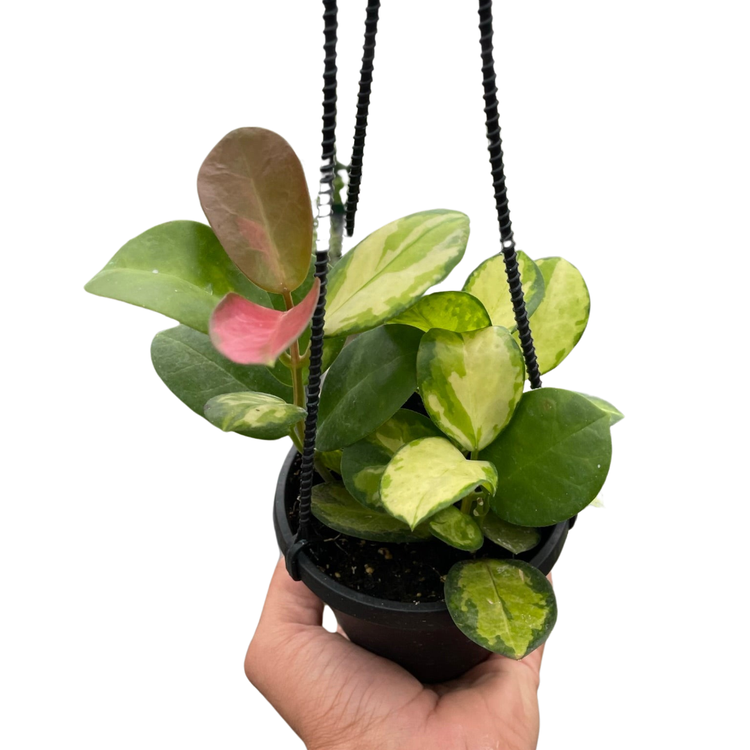 Hoya Australis Lisa — Colorful Variegated Wax Plant live plant