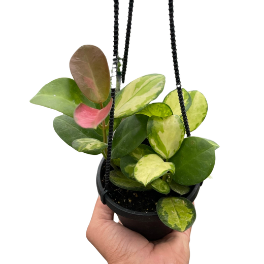 Hoya Australis Lisa — Colorful Variegated Wax Plant