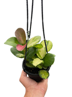 Hoya Australis Lisa — Colorful Variegated Wax Plant live plant