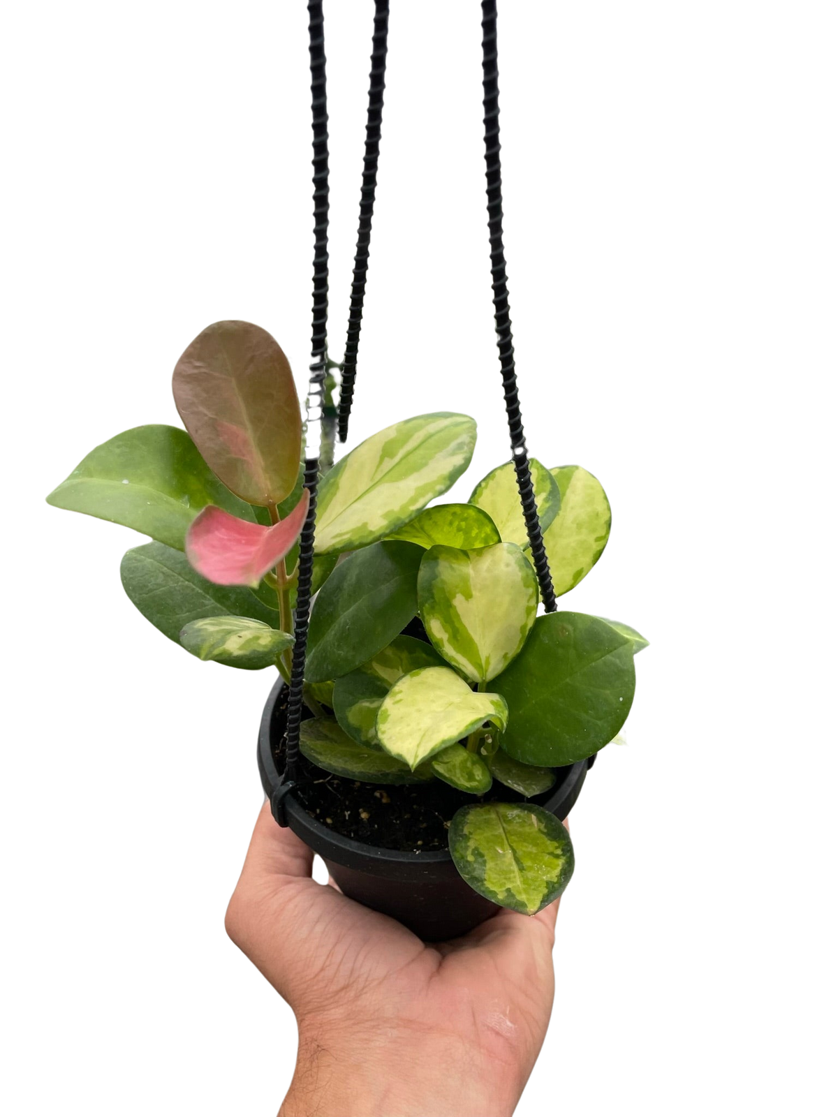 Hoya Australis Lisa — Colorful Variegated Wax Plant live plant
