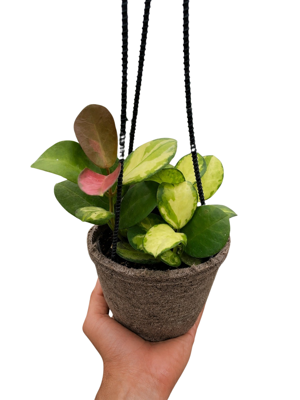 Hoya Australis Lisa — Colorful Variegated Wax Plant live plant