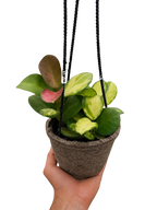Hoya Australis Lisa — Colorful Variegated Wax Plant live plant
