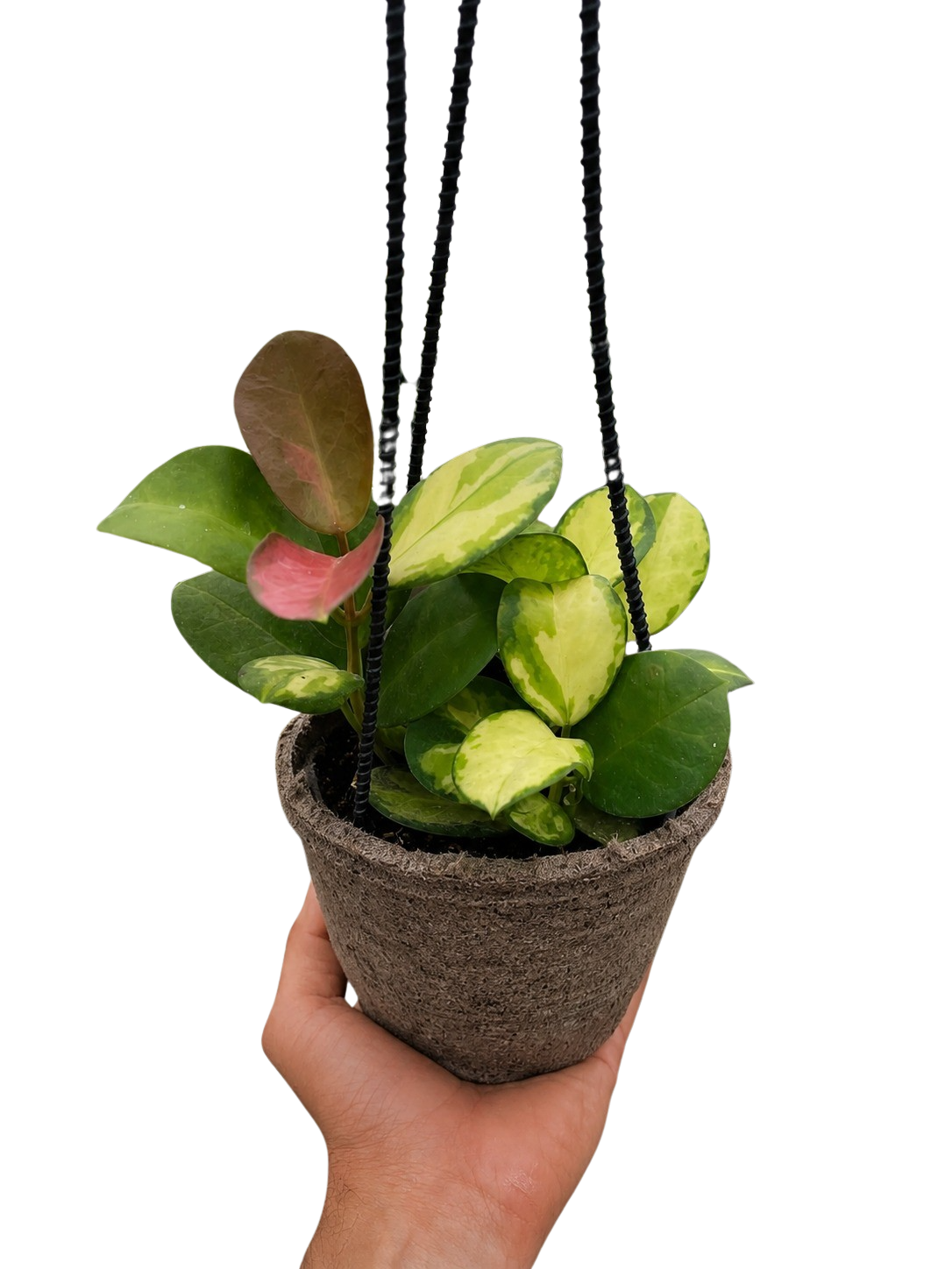 Hoya Australis Lisa — Colorful Variegated Wax Plant live plant