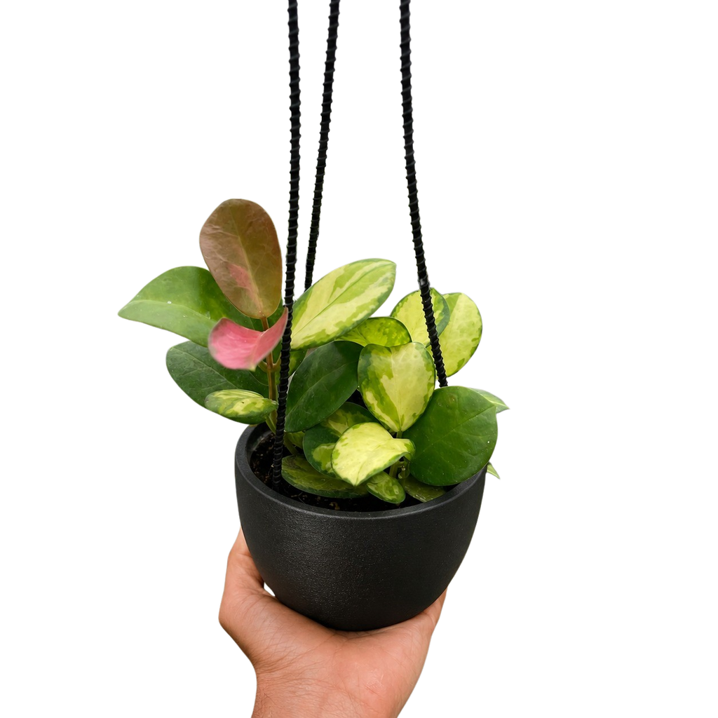 Hoya Australis Lisa — Colorful Variegated Wax Plant live plant