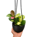 Hoya Australis Lisa — Colorful Variegated Wax Plant live plant