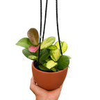Hoya Australis Lisa — Colorful Variegated Wax Plant live plant