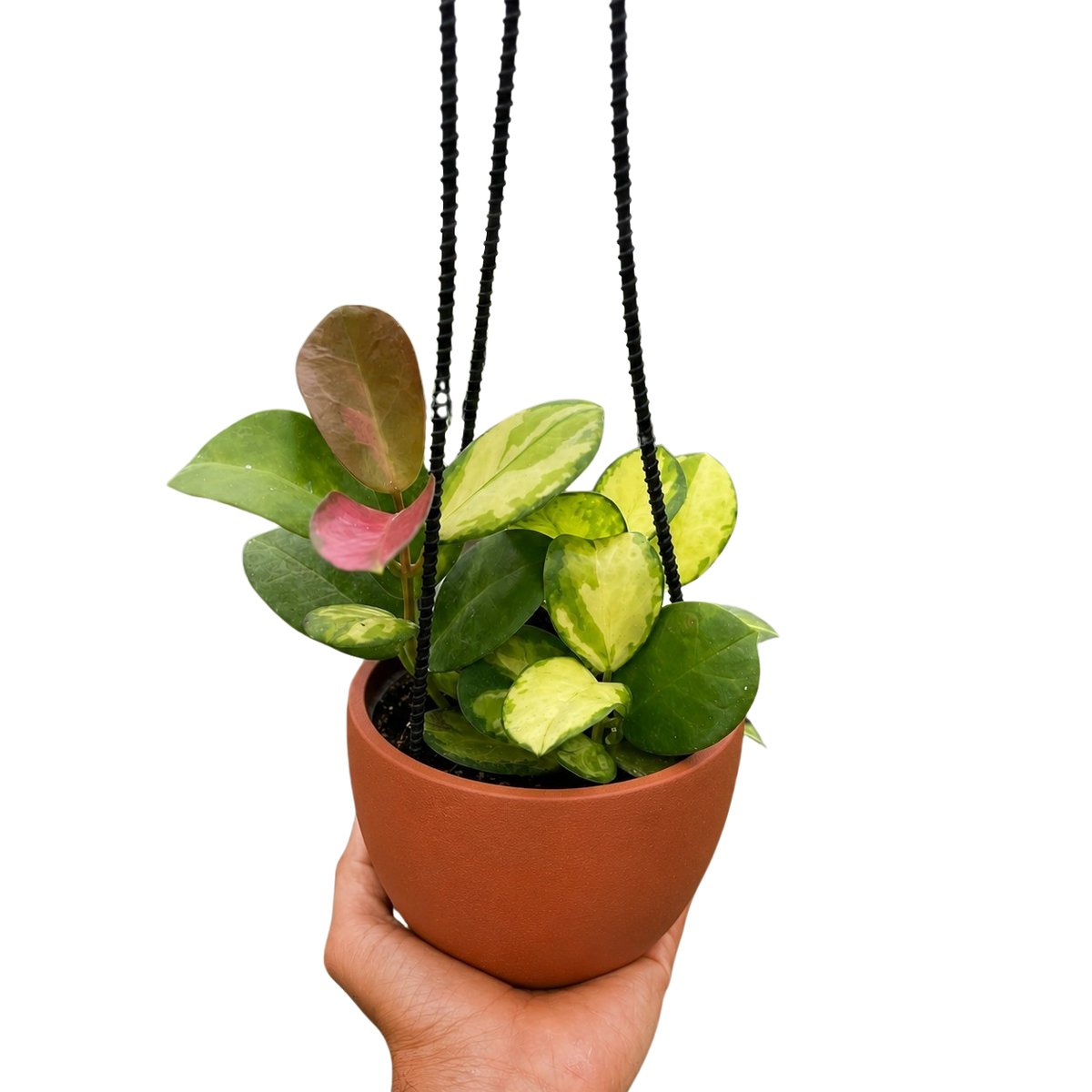 Hoya Australis Lisa — Colorful Variegated Wax Plant live plant