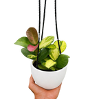 Hoya Australis Lisa — Colorful Variegated Wax Plant live plant