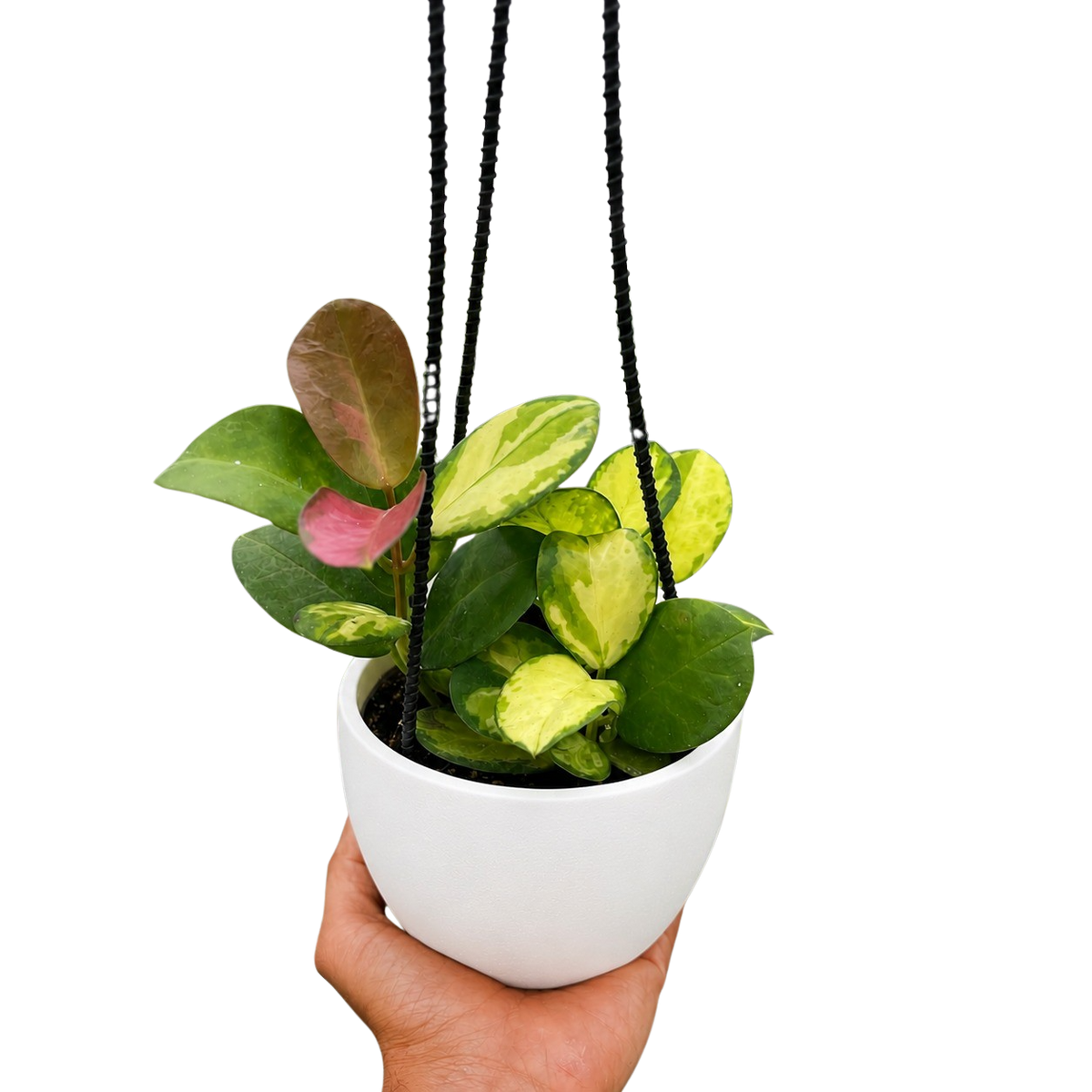 Hoya Australis Lisa — Colorful Variegated Wax Plant live plant