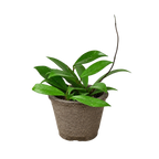 Hoya Pubicalyx — Speckled Wax Plant live plant