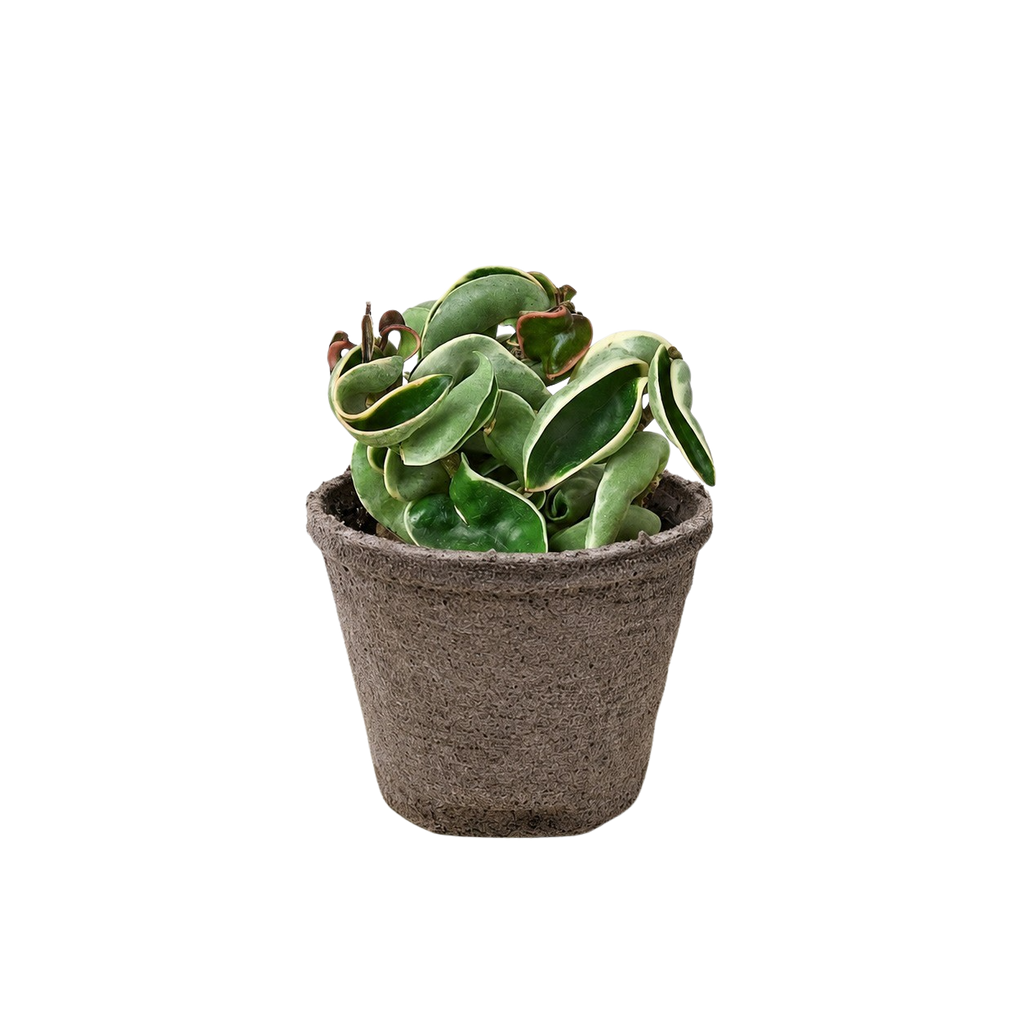 Variegated Hindu Rope Hoya — Curled Wax Plant live plant