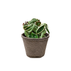 Variegated Hindu Rope Hoya — Curled Wax Plant live plant
