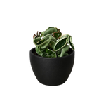 Variegated Hindu Rope Hoya — Curled Wax Plant live plant
