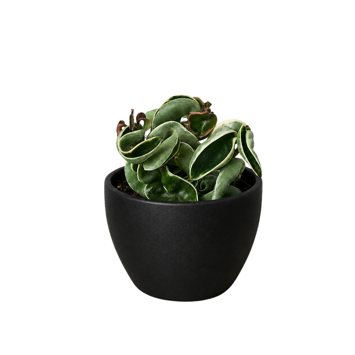 Variegated Hindu Rope Hoya — Curled Wax Plant live plant