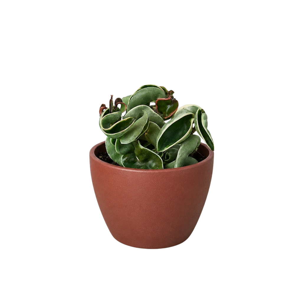 Variegated Hindu Rope Hoya — Curled Wax Plant live plant
