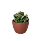 Variegated Hindu Rope Hoya — Curled Wax Plant live plant