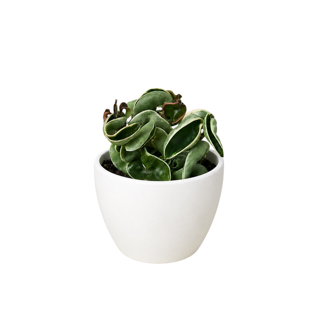 Variegated Hindu Rope Hoya — Curled Wax Plant live plant