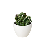Variegated Hindu Rope Hoya — Curled Wax Plant live plant