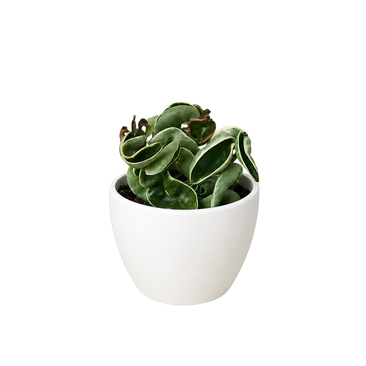 Variegated Hindu Rope Hoya — Curled Wax Plant live plant