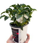Impatiens