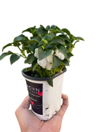 Impatiens