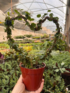 Ivy Topiary Heart