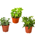 3 Different English Ivy Plants - 4" Pot - Live House Plant