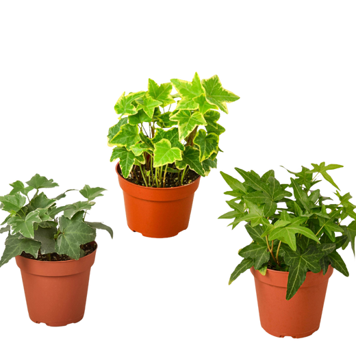 3 Different English Ivy Plants — 4-Inch Pot - Live House Plant