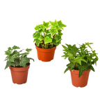 3 Different English Ivy Plants - 4" Pot - Live House Plant
