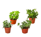 4 Different English Ivy Plants - 4" Pots - Live House Plant