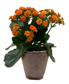 Kalanchoe 'Blossfeldiana'