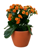 Kalanchoe 'Blossfeldiana'