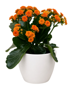 Kalanchoe 'Blossfeldiana'