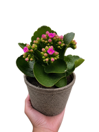 Kalanchoe 'Blossfeldiana'