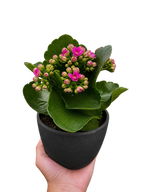 Kalanchoe 'Blossfeldiana'