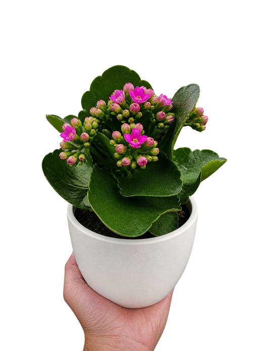 Kalanchoe 'Blossfeldiana'
