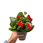 Kalanchoe 'Blossfeldiana'