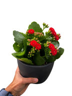 Kalanchoe 'Blossfeldiana'