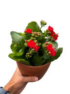 Kalanchoe 'Blossfeldiana'