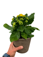 Kalanchoe 'Blossfeldiana'