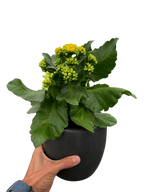 Kalanchoe 'Blossfeldiana'