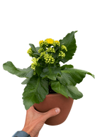 Kalanchoe 'Blossfeldiana'