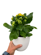 Kalanchoe 'Blossfeldiana'