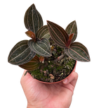 Ludisia Discolor