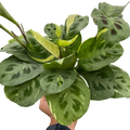 Beauty Kim Prayer Plant — Variegated Maranta