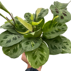 Beauty Kim Prayer Plant — Variegated Maranta live plant