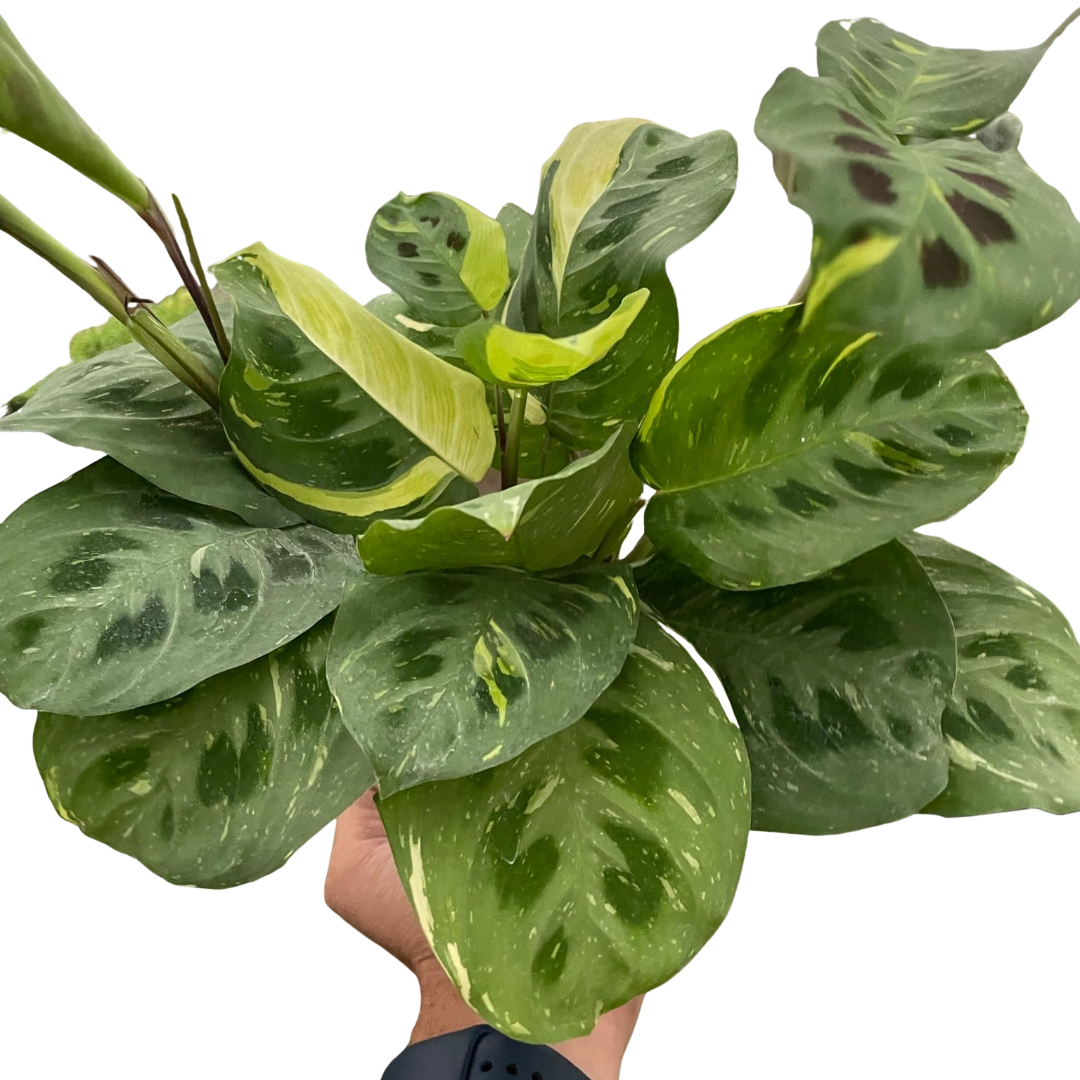 Beauty Kim Prayer Plant — Variegated Maranta live plant